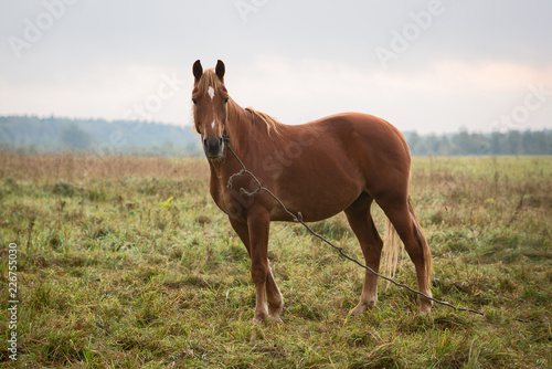Red horse on pasture