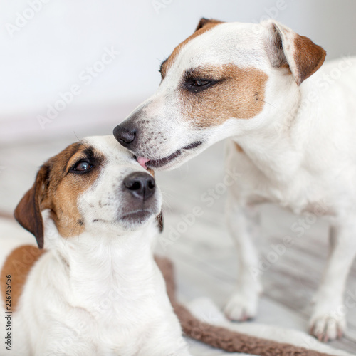Dog licking dog © Tatyana Gladskih