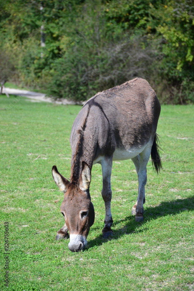 home donkey grazing on the green lawn 
