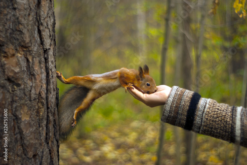red squirrel in autumn park eating nuts with a girl's hand, blurred background © Evgeny