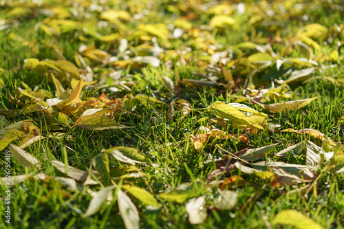  Autumn leaves have fallen on still green grass