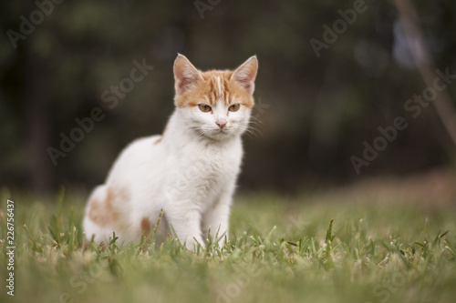 Fototapeta Naklejka Na Ścianę i Meble -  Cute cat