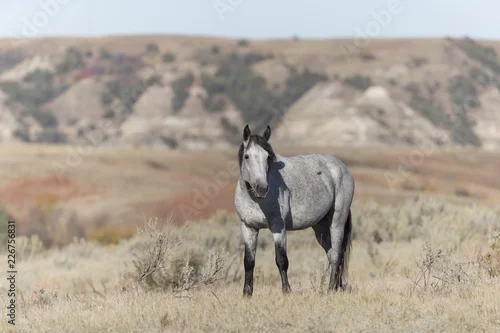 Obraz Dziki mustang przy Theodore Roosevelt parkiem narodowym w Północnym Dakota, usa