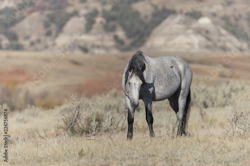 Wild Mustang at Theodore Roosevelt National Park in North Dakota, USA photo