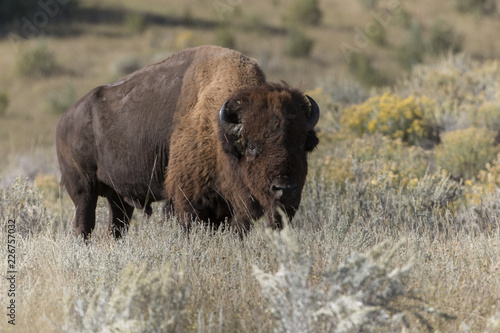 Old Male Bison at Theodore Roosevelt National Park in North Dakota, USA