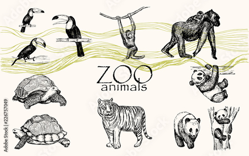 Vector hand drawn monochrome animals set. Zoo animals: toucan bird, chimpanzee, gorilla, panda, turtle.