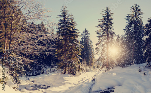 winter landscape © jenyateua