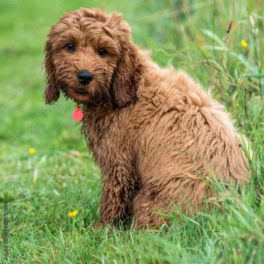 Fototapeta premium Young Cockapoo Puppy