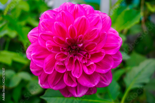 Pink flower in the garden