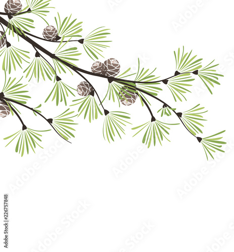Vector illustration background with pine. Decoration of tree branches.