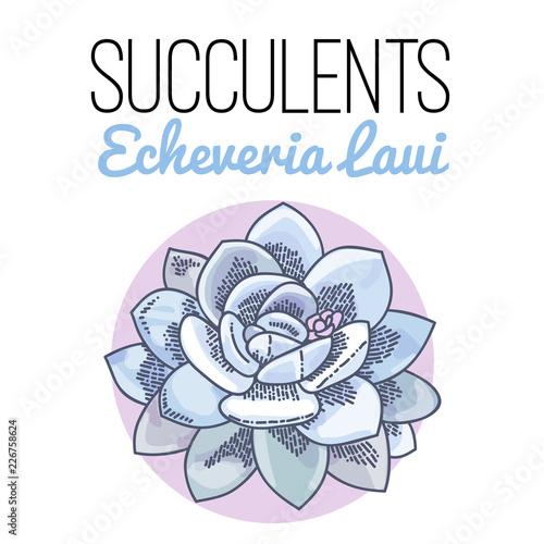 The illustration of beautiful succulent echeveria laui. Vector floral design. Botanical card.