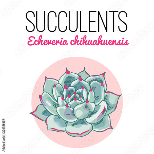 The illustration of beautiful succulent echeveria chihuahuensis. Vector floral design. Botanical card.