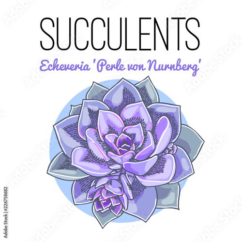 The illustration of beautiful succulent echeveria "perle von nurnberg". Vector floral design. Botanical card.