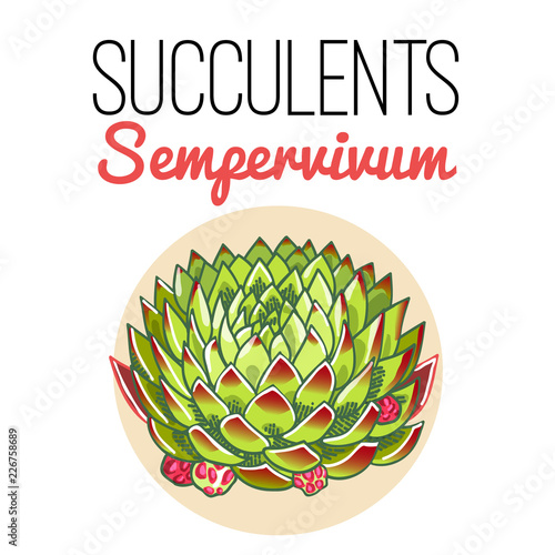 The illustration of beautiful succulent sempervivum. Vector floral design. Botanical card.