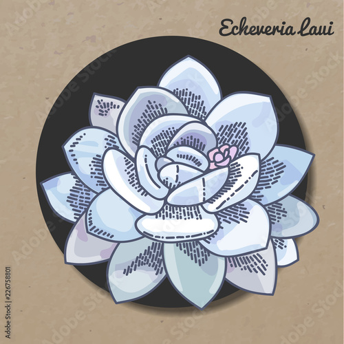 The illustration of beautiful succulent echeveria laui. Vector floral design. Botanical card.