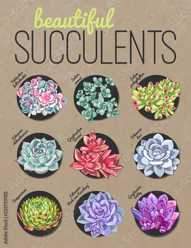 Different kind of succulents. Vector floral illustration. © tomiganka