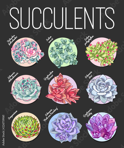 Different kind of succulents. Vector floral illustration.