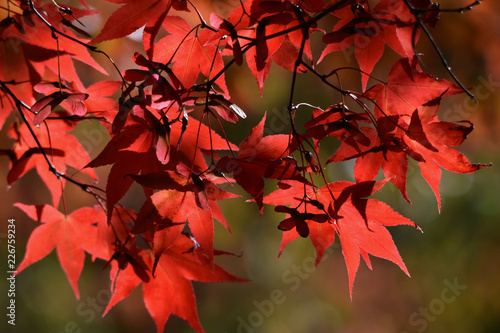 Red Fall Leaves (Acer / Maple)