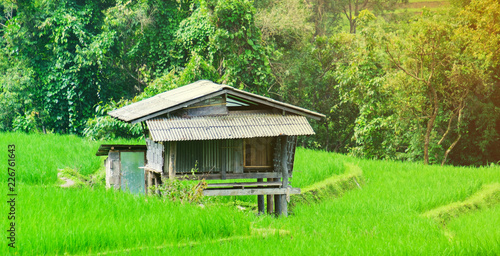 Cottage in rice fields at asian Hut of asia style