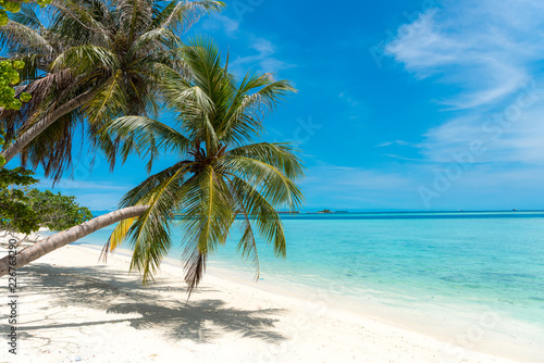 Palm tree coconut tree on white sand beach in Maldives tropical paradise island  most beautiful beach in the world 