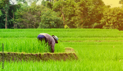 Farmer destroying the weeds in rice field