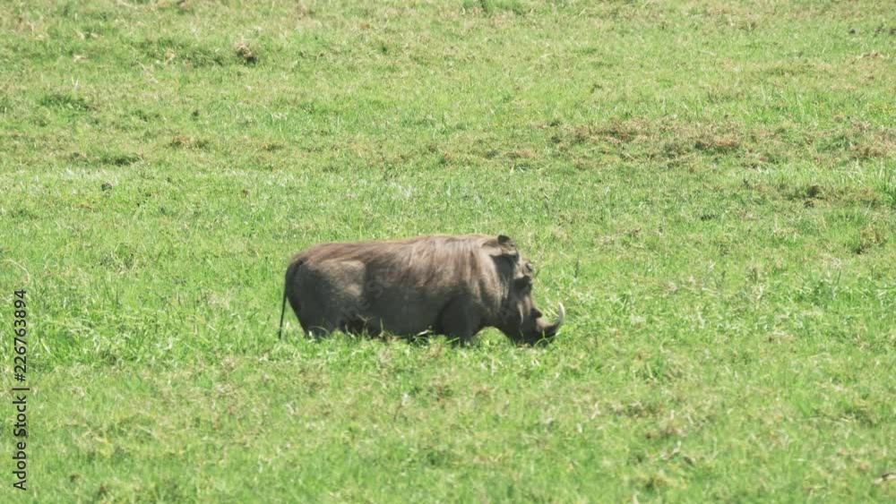 a 4K 60p clip of a warthog feeding at arusha national park in tanzania a 4K 60p clip of a warthog feeding at arusha national park in tanzania