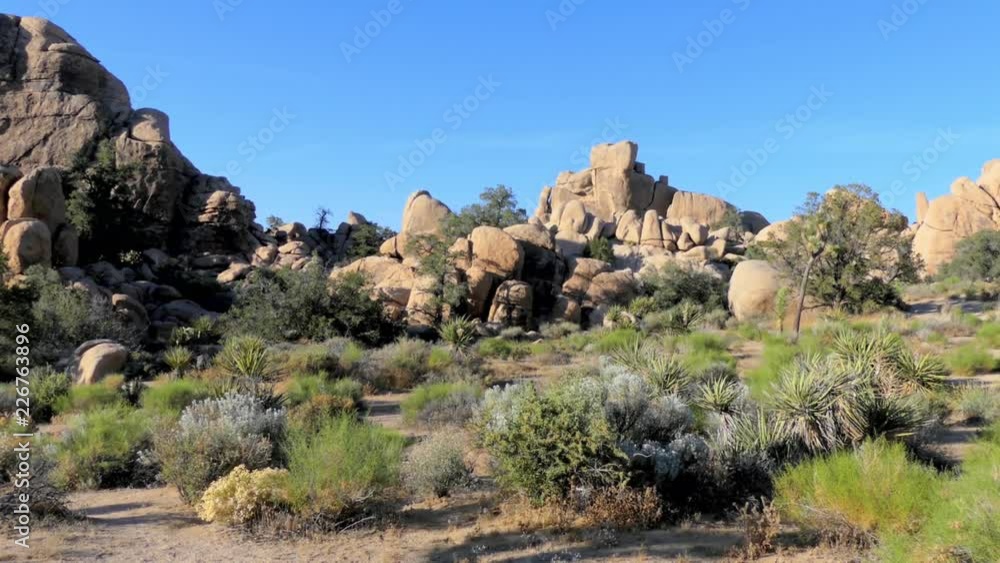 The Joshua Tree National Park in southeastern California, USA, 2017 The Joshua Tree National Park in southeastern California, USA, 2017