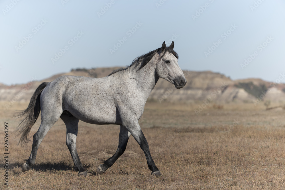 Wild Mustang at Theodore Roosevelt National Park in North Dakota, USA