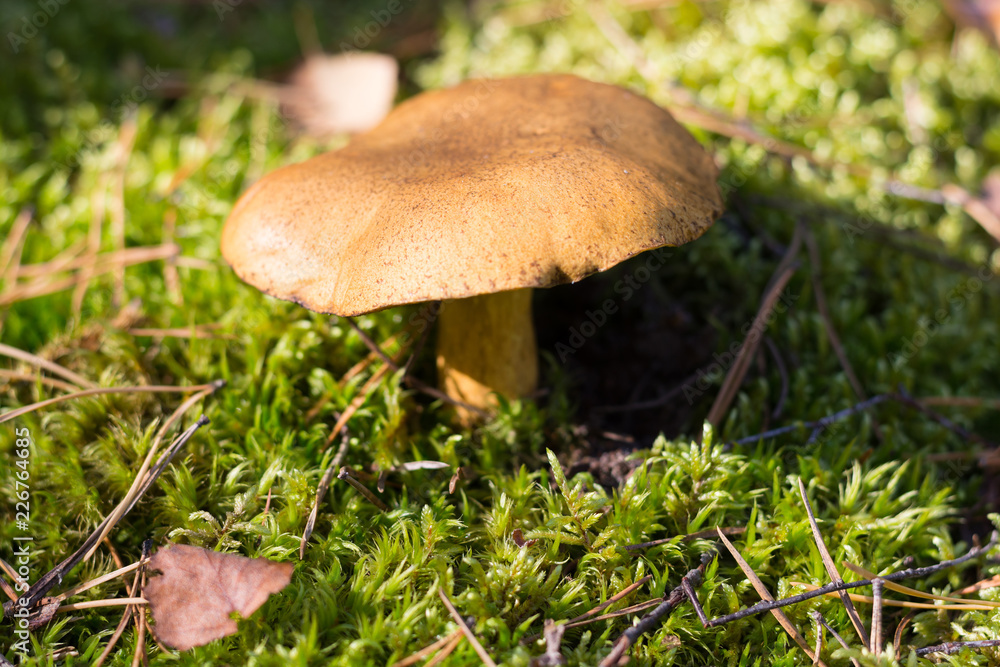 Inedible mushroom at the forest background Inedible mushroom at the forest background