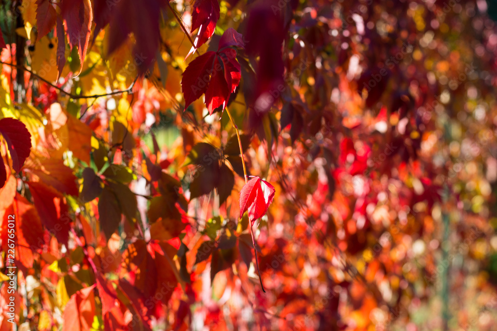 Background from red leaves of wild grapes Background from red leaves of wild grapes