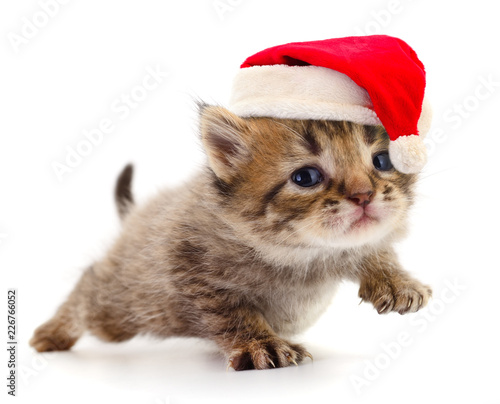 Kitten in a red Santa Claus hat. © Anatolii