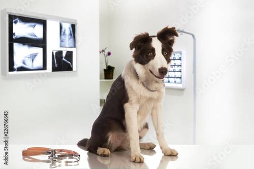 Border Collie dog in a veterinary clinic