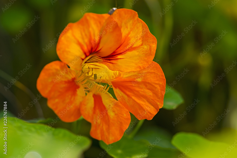 blüte farbe natur close up nature blossom color garden plant flora makro macro no people day blüte farbe natur close up nature blossom color garden plant flora makro macro no people day