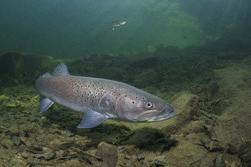 Common huchen (Hucho hucho) swimming in nice river. Beautiful salmonid fish in close up photo. Underwater photography in wild nature. Mountain creek habitat.