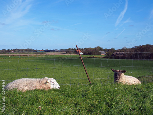 Deichschafe in Vollerwiek auf Eiderstedt