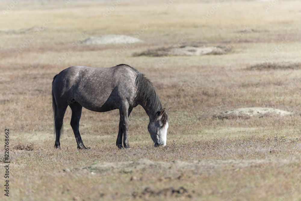 Obraz premium Wild Mustang at Theodore Roosevelt National Park in North Dakota, USA