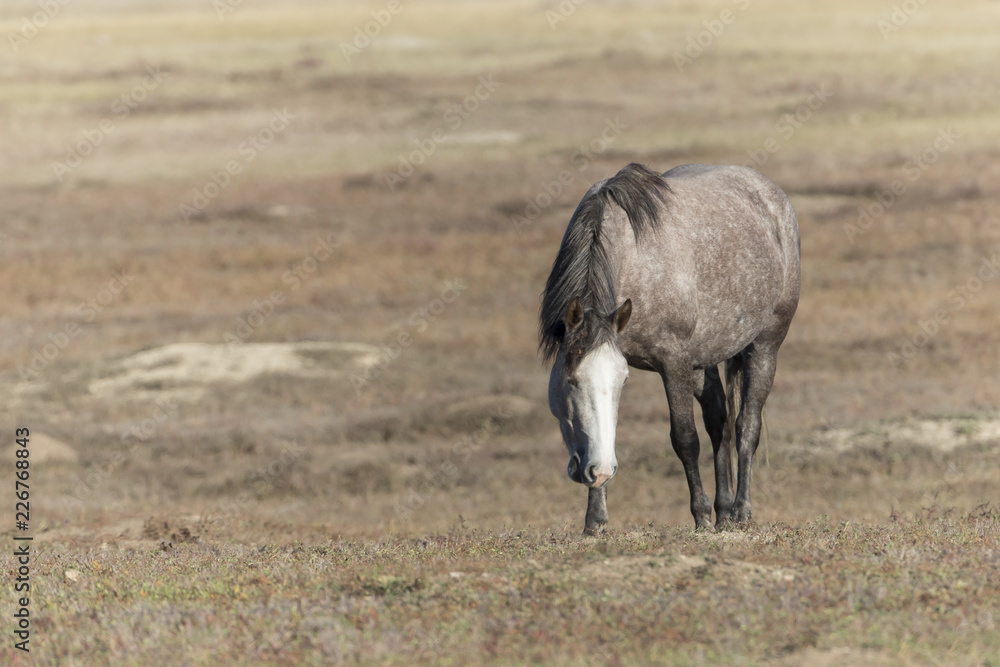 Naklejka premium Wild Mustang at Theodore Roosevelt National Park in North Dakota, USA