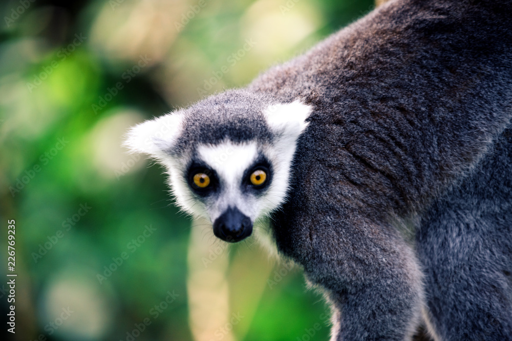 Fototapeta premium ring tailed lemur on branch of tree
