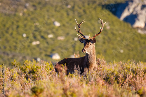 Macho de ciervo. Cervus elaphus. Venado.