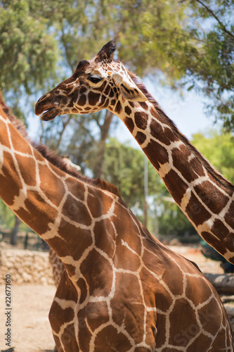 Giraffe outside background.