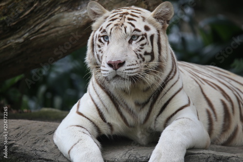 Fényképezés white tiger