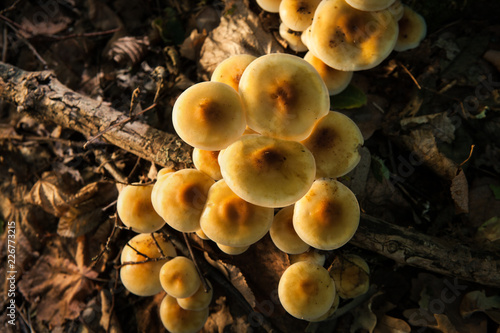 Forest mushrooms in the autumn forest on a sunny day