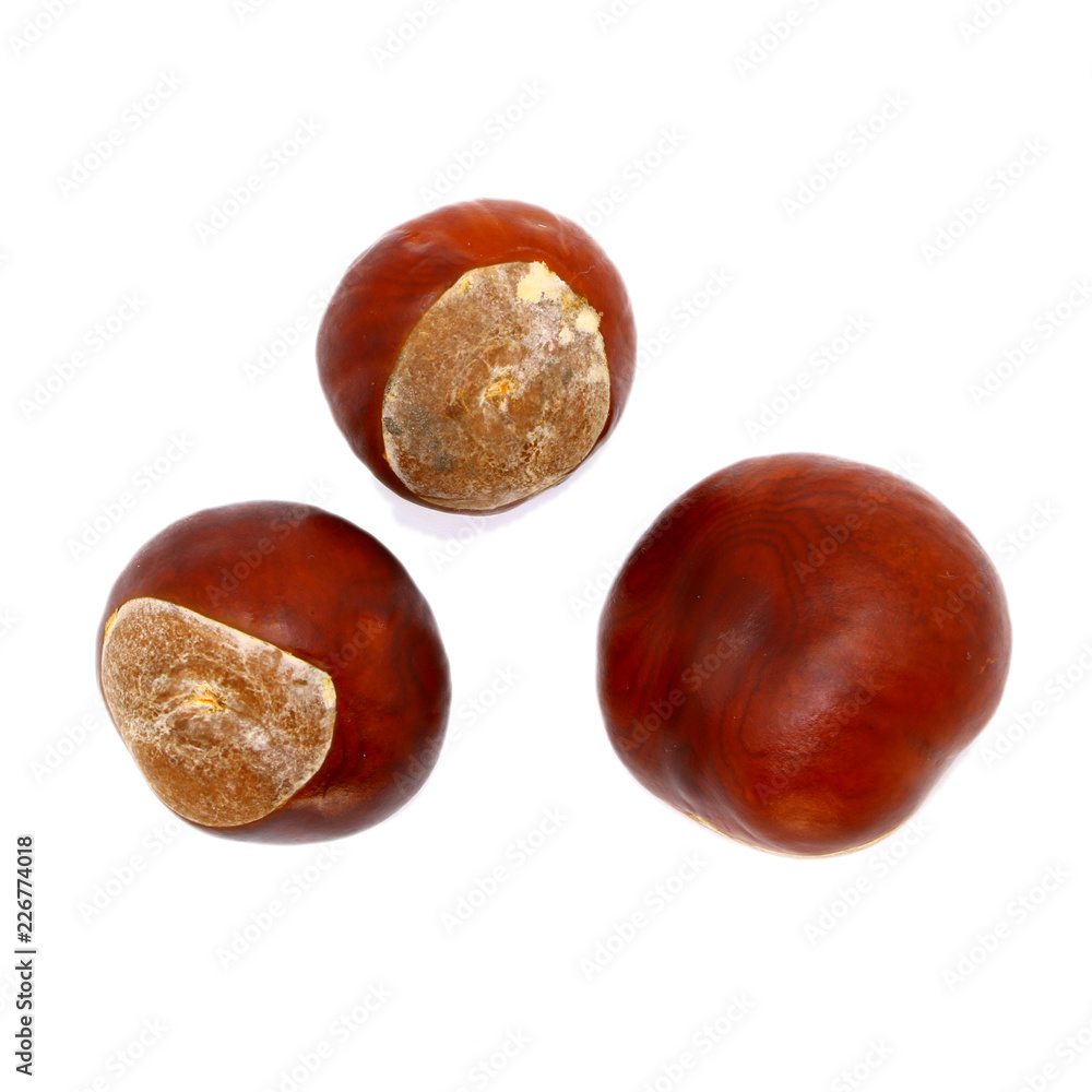 ripe chestnut close up, isolated ripe chestnut close up, isolated