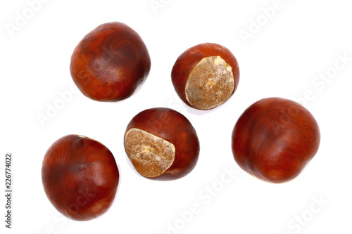 ripe chestnut close up, isolated