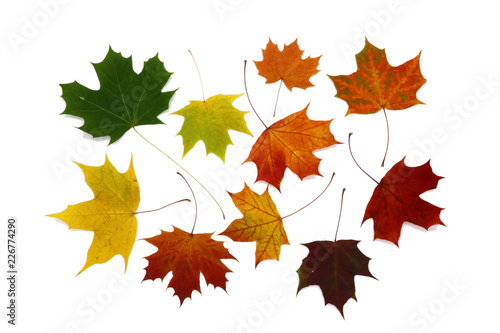 ricolorful autumn leaves  background  isolated  texture