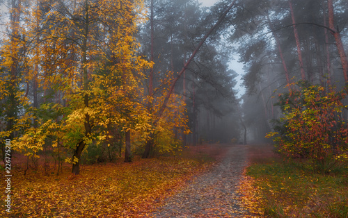 walk in the autumn forest. autumn colors. autumn fogs. melancholy.