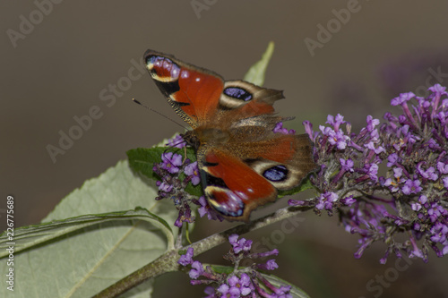 Peacock butterfly on a flower