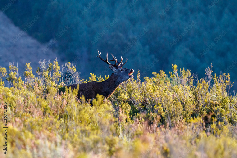 Obraz premium Cervus elaphus. Berrea del ciervo. Venado.