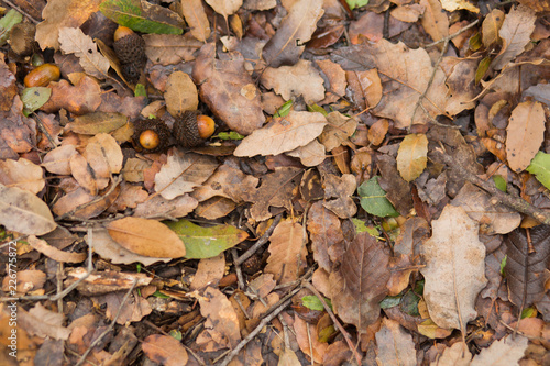 Acorns on leaves ground background.