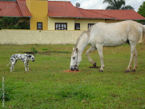 white horse and foal